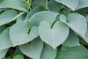Hosta fungoides BLUE MOON