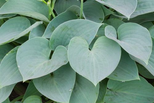 Hosta fungoides BLUE MOON