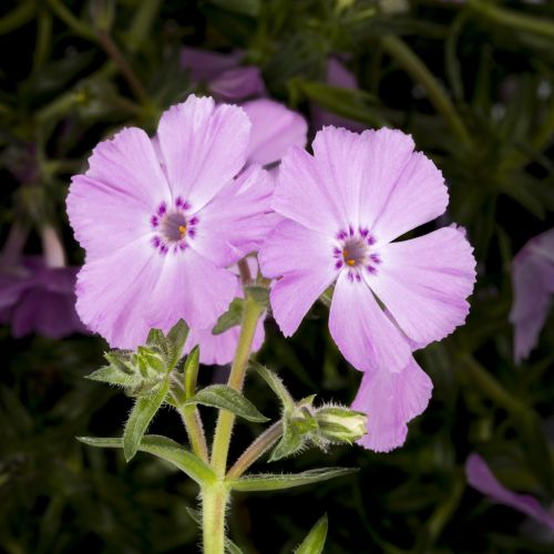 Floks šidlový  Trot Pink
