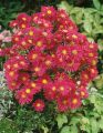Aster nowobelgijski WINSTON CHURCHILL