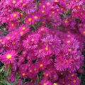 Aster nowobelgijski WINSTON CHURCHILL