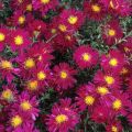 Aster nowobelgijski WINSTON CHURCHILL