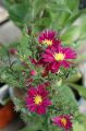 Aster nowobelgijski WINSTON CHURCHILL