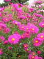 Aster nowobelgijski WINSTON CHURCHILL