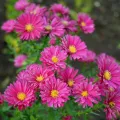 Aster nowobelgijski WINSTON CHURCHILL