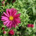 Aster nowobelgijski WINSTON CHURCHILL