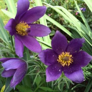 Paškvorec PULSAR VIOLET SHADES
