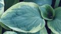 Funkia - HOSTA SNOW CAP