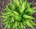 Funkia - HOSTA TENNY WENNY BIKINI