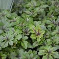 Tiarella IRON BUTERFLY