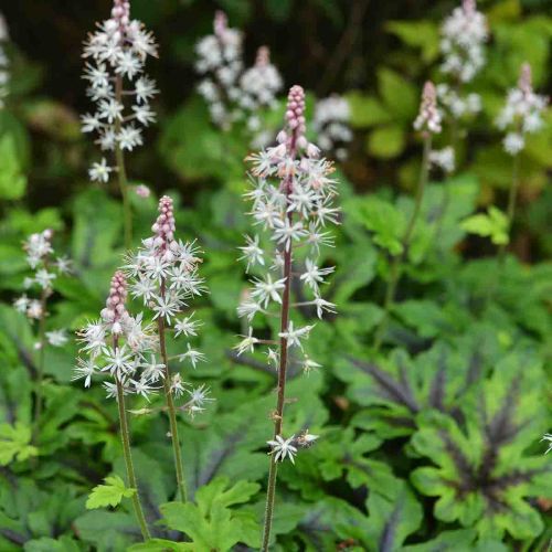 Tiarella ŽELEZNÝ BUTERFLY