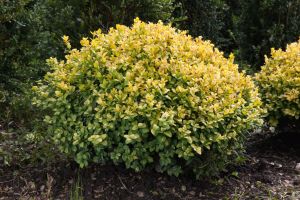 Buxus sempervirens  Aureovariegata 