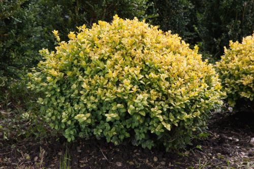 Buxus sempervirens  Aureovariegata 