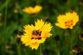 NACHYŁEK WIELKOKWIATOWY ANDIAMO YELLOW