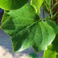Tulipanowiec Amerykański FASTIGIATA