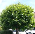 Platan Kulisty ALPHEN'S GLOBE