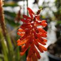 Trytoma groniasta ROJO