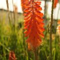 Trytoma groniasta ROJO