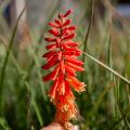 Trytoma groniasta ROJO