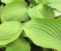 Funkia - Hosta SUM & SUBSTANCE