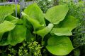 Funkia - Hosta SUM & SUBSTANCE