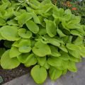 Funkia - Hosta SUM & SUBSTANCE