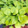 Funkia - Hosta SUM & SUBSTANCE