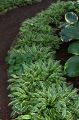Funkia - HOSTA STILETTO
