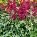 Tawułka BURGUNDY RED