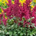 Tawułka BURGUNDY RED