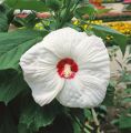 Hibiskus OLD YELLA