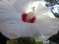 Hibiskus OLD YELLA