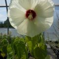 Hibiskus OLD YELLA