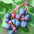 Świdośliwa olcholistna