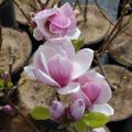 Magnolia SATISFACTION