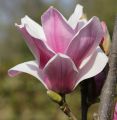 Magnolia SATISFACTION