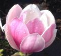 Magnolia SATISFACTION