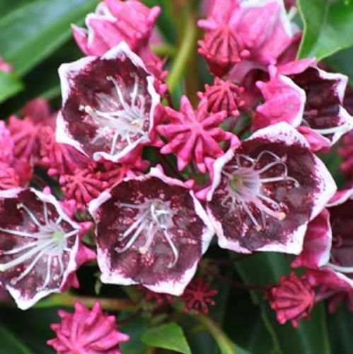 Kalmia širokolistá KALEIDOSCOPE