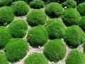 Karmnik ościsty MOSS GREEN