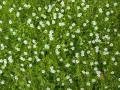Karmnik ościsty MOSS GREEN