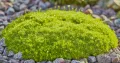 Karmnik ościsty MOSS GREEN