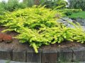 Berberys Thunberga GOLDEN TOWER