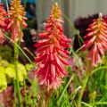 Trytoma Red Hot Popsicle