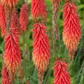 Trytoma Red Hot Popsicle