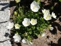 Dzwonek Karpacki PEARL WHITE
