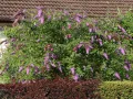 Budleja Dawida BORDER BEAUTY