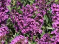 Budleja Dawida BORDER BEAUTY