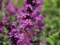 Budleja Dawida BORDER BEAUTY