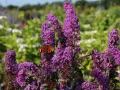 Budleja Dawida BORDER BEAUTY