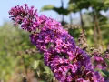 Budleja Dawida BORDER BEAUTY